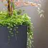 1000 DICHONDRA Repens aka Lawn Leaf Flower Evergreen Ground Cover Seeds