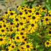500 BROWN EYED SUSAN Rudbeckia Triloba Flower Seeds