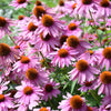 1000 PURPLE CONEFLOWER Echinacea Purpurea Heirloom Flower Herb Seeds