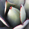 5  ARTICHOKE AGAVE Parry's Huachuca Agave Parryi Huachucensis Century Plant Succulent Cactus Seeds