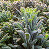 1500 LACINATO KALE Dinosaur Tuscan Black Brassica Oleracea Vegetable Seeds