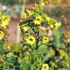 250 AZTEC TOBACCO Midewiwan Sacred Nicotiana Rustica Yellow Flower Herb Seeds
