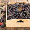 50 BLACK CHOKEBERRY Aronia Melanocarpa White Flower Fruit Shrub Seeds