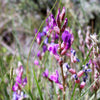 30 Purple LOCOWEED CRAZYWEED Oxytropis Lambertii Native Flower Seeds