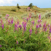 30 Purple LOCOWEED CRAZYWEED Oxytropis Lambertii Native Flower Seeds