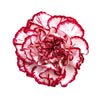 50 Avranchin RED & WHITE CARNATION Dianthus Caryophyllus Chabaud Flower Seeds
