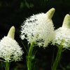100 BEAR GRASS aka Bear LILY Beargrass Ornamental Xerophyllum Tenax Flower Seeds