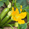 30 GRAY ZUCCHINI Heirloom Summer Bush Squash Cucurbita Pepo Vegetable Seeds