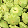 20 Green Tint BUSH SCALLOP SQUASH (Patty Pan / Paty Pan / Squanter Squash) Summer Cucurbita Pepo Vegetable Seeds