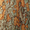 50 CHINESE ELM TREE (Lacebark) Ulmus Parvifolia Seeds