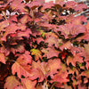 40 White OAK LEAF HYDRANGEA Quercifolia Shrub Flower Seeds