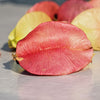 10 CHINESE FLAME TREE Koelreuteria Bipinnata Lantern Rain Yellow Pink Flower Seeds