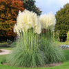 200 WHITE PAMPAS GRASS Cortaderia Selloana Ornamental Flower Seeds