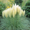 200 WHITE PAMPAS GRASS Cortaderia Selloana Ornamental Flower Seeds