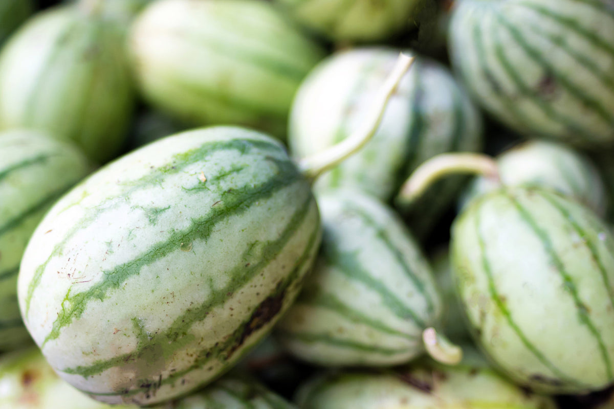 Dixie Queen Watermelon Seeds – White & Red Citrullus Lanatus Melon Fruit Vine – photo 3