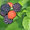 50 BLACK RASPBERRY Rubus Leucodermis Fruit Bush Vine Seeds