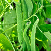 Romano Bush Bean Seeds – Italian Flat Green Pod Phaseolus Vulgaris Vegetable – photo 10