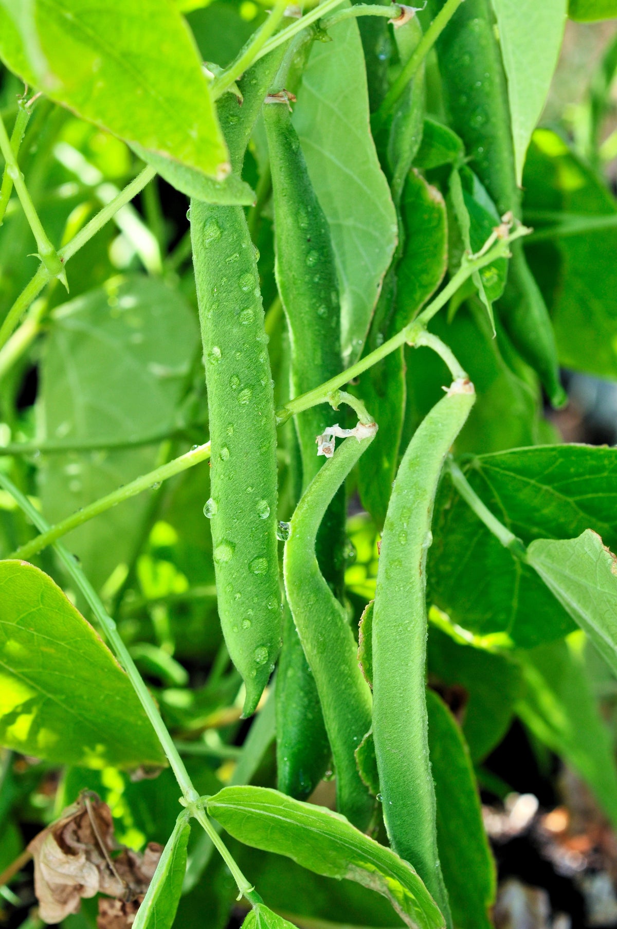 Romano Bush Bean Seeds – Italian Flat Green Pod Phaseolus Vulgaris Vegetable – photo 10