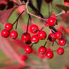 50 RED CHOKEBERRY Aronia Arbutifolia White Flower Fruit Shrub Seeds