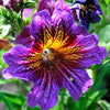 200 Mixed Colors PAINTED TONGUE (Velvet Trumpet Flower) Salpiglossis Grandiflora Virgiana Flower Seeds