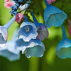 25 VIRGINIA BLUEBELLS True Blue & Pink Mertensia Virginica Flower Seeds