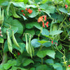 25 SCARLET RUNNER Pole BEAN Ornamental Red Flowers Phaseolus Vulgaris Vegetable Seeds