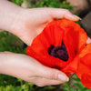 500 ORIENTAL RED Mix POPPY Papaver Orientale Flower Seeds