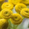100 YELLOW TANSY Double Golden Buttons Fern Leaf Tanacetum Vulgare Flower Seeds