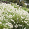 30 WHITE FOUNTAIN GRASS Pennisetum Villosum Ornamental Flower Seeds