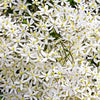 20 SWEET AUTUMN CLEMATIS Paniculata Fragrant White Flower Vine Seeds