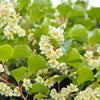 50 GOLDEN KIWI FRUIT Yellow Actinidia Chinensis Kiwifruit Chinese Gooseberry Flower Vine Seeds