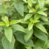 1000 CINNAMON BASIL Ocimum Basilicum HERB Flower Seeds