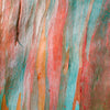 50 RAINBOW EUCALYPTUS Deglupta Gum Multicolor Bark Tree Seeds