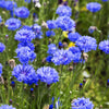 1000 Dwarf Blue BACHELORS BUTTON CORNFLOWER Centaurea Cyanus Flower Seeds