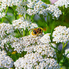1000 WHITE YARROW Achillea Millefolium Flower Seeds