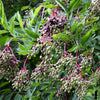 25 American ELDERBERRY FRUIT BUSH Shrub Tree Sambucus Nigra Canadensis Seeds