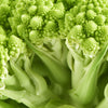 500 ROMANESCO BROCCOLI Broccoflower Roman Cauliflower Pyramid Broccolo Brassica Oleracea Vegetable Seeds