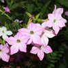 Heirloom Mixed Colors Nicotiana Seeds – (Ornamental Flowering Tobacco) Nicotiana Alata Flower – photo 9