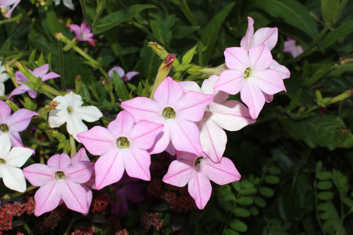 Heirloom Mixed Colors Nicotiana Seeds – (Ornamental Flowering Tobacco) Nicotiana Alata Flower – photo 9