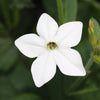 100 Organic WHITE NICOTIANA Flowering TOBACCO Nicotiana Alata Seeds