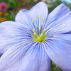 100 BLUE FLAX (Prairie Flax / Lewis Blue Flax) Linum Perenne Lewisii Flower Seeds