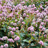 20 PUNCHING BALLS Pink Buttons Persicaria Capitata Polygonum Flower Seeds