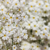 100 WHITE FAIRY PRIMROSE Primula Malacoides Baby Primrose Shade Houseplant Flower Seeds