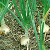 Texas Early Grano Onion Seeds – Large Sweet Yellow Allium Cepa Vegetable – photo 3