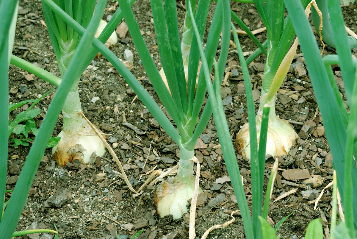 Texas Early Grano Onion Seeds – Large Sweet Yellow Allium Cepa Vegetable – photo 3
