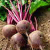 250 DETROIT Dark RED BEET Heirloom Beta Vulgaris Vegetable Seeds