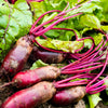 250 CYLINDRA BEET Beta Vulgaris Vegetable Seeds