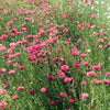 750 Red BACHELOR'S BUTTON / CORNFLOWER Centaurea Cyanus Flower Seeds