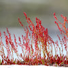 Sheep Sorrel Seeds – Rumex Acetosella Red Field Sorrel Sour Weed Herb Flower – photo 8