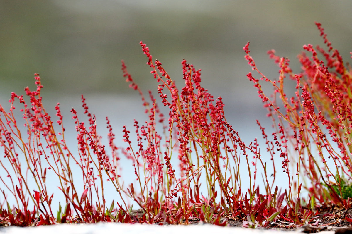 Sheep Sorrel Seeds – Rumex Acetosella Red Field Sorrel Sour Weed Herb Flower – photo 8